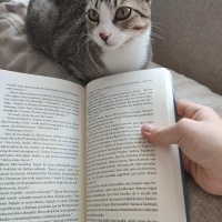 Tekir Kedi, Kedi  Pati fotoğrafı