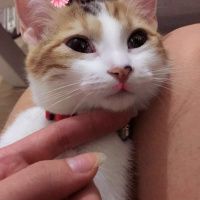Tekir Kedi, Kedi  Mia fotoğrafı