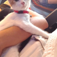 Tekir Kedi, Kedi  Mia fotoğrafı