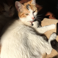 Tekir Kedi, Kedi  Mia fotoğrafı