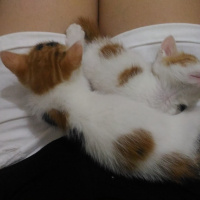 Tekir Kedi, Kedi  Mia fotoğrafı