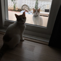 Tekir Kedi, Kedi  Mia fotoğrafı