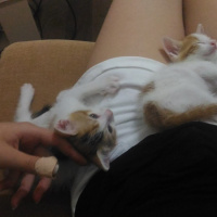 Tekir Kedi, Kedi  Çakıl fotoğrafı