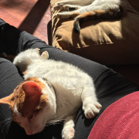 Tekir Kedi, Kedi  Çakıl fotoğrafı