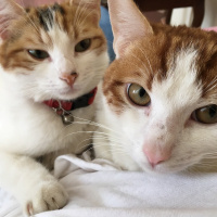 Tekir Kedi, Kedi  Çakıl fotoğrafı
