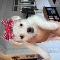 Maltese, Köpek  Shiba fotoğrafı