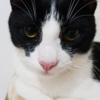 Tuxedo (Smokin) Kedi, Kedi  Mia fotoğrafı