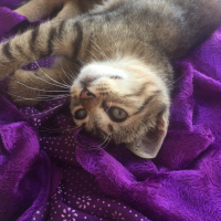 Tekir Kedi, Kedi  Şeker fotoğrafı