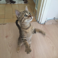 Tekir Kedi, Kedi  Şeker fotoğrafı