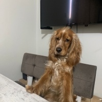 İngiliz Cocker Spaniel, Köpek  Goofy fotoğrafı