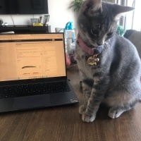 Tekir Kedi, Kedi  Grey fotoğrafı