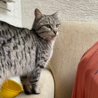 Tekir Kedi, Kedi  Gümüş fotoğrafı