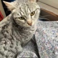 Tekir Kedi, Kedi  Gümüş fotoğrafı