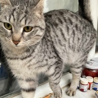 Tekir Kedi, Kedi  Gümüş fotoğrafı