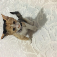 Tekir Kedi, Kedi  Jülide fotoğrafı