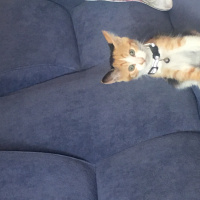 Tekir Kedi, Kedi  Jülide fotoğrafı