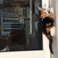 Tekir Kedi, Kedi  Jülide fotoğrafı