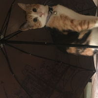 Tekir Kedi, Kedi  Jülide fotoğrafı