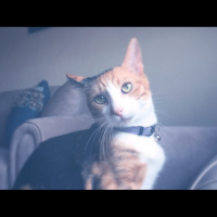 Tekir Kedi, Kedi  Jülide fotoğrafı