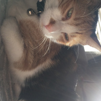 Tekir Kedi, Kedi  Jülide fotoğrafı