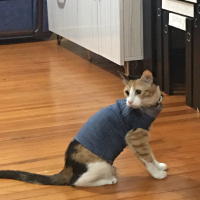 Tekir Kedi, Kedi  Jülide fotoğrafı