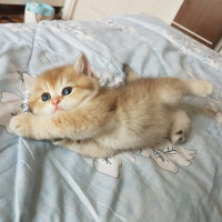 British Shorthair, Kedi  Yudum fotoğrafı