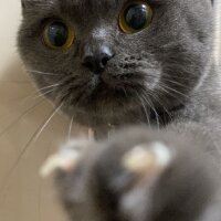 British Shorthair, Kedi  MISHA fotoğrafı