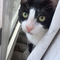 Tuxedo (Smokin) Kedi, Kedi  Batman fotoğrafı