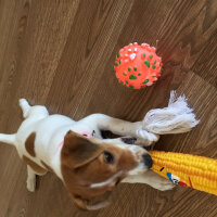 Jack Russell Terrier, Köpek  Şeker fotoğrafı