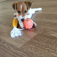 Jack Russell Terrier, Köpek  Şeker fotoğrafı