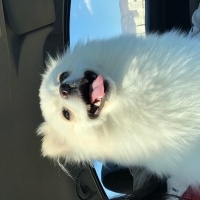 Pomeranyalı, Köpek  Eva fotoğrafı