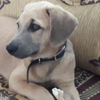 Kangal, Köpek  Şans fotoğrafı