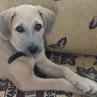 Kangal, Köpek  Şans fotoğrafı