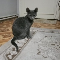 Mavi Rus, Kedi  Miya fotoğrafı