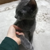 Mavi Rus, Kedi  Miya fotoğrafı