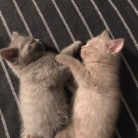 British Shorthair, Kedi  Simba fotoğrafı