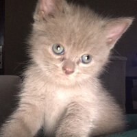 British Shorthair, Kedi  Simba fotoğrafı