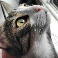 Tekir Kedi, Kedi  Arty fotoğrafı
