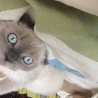 Scottish Fold, Kedi  Shila fotoğrafı