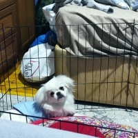 Pekingese, Köpek  Pafy fotoğrafı