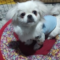 Pekingese, Köpek  Pafy fotoğrafı