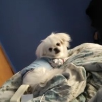 Pekingese, Köpek  Pafy fotoğrafı