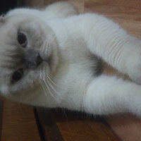 Scottish Fold, Kedi  Çakır fotoğrafı