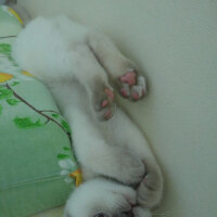 Scottish Fold, Kedi  Çakır fotoğrafı