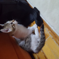 Tekir Kedi, Kedi  Köpük fotoğrafı