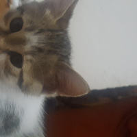 Tekir Kedi, Kedi  Köpük fotoğrafı