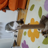 Tekir Kedi, Kedi  Köpük fotoğrafı