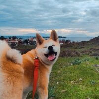 Akita İnu, Köpek  Luna fotoğrafı