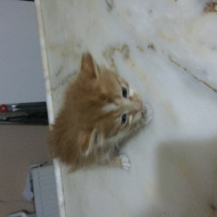 Laperm, Kedi  Kedi fotoğrafı