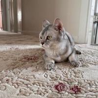 British Shorthair, Kedi  Miya fotoğrafı